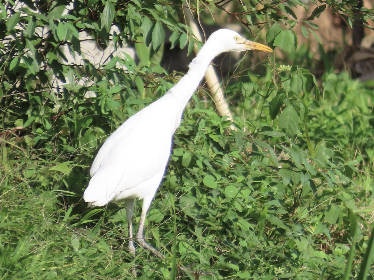 Héron de Coromandel - ML646584720