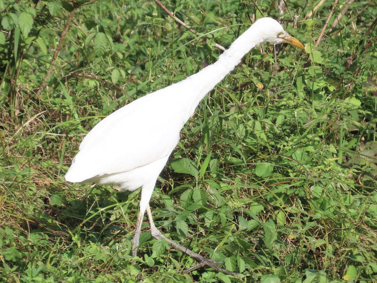 Héron de Coromandel - ML646584721