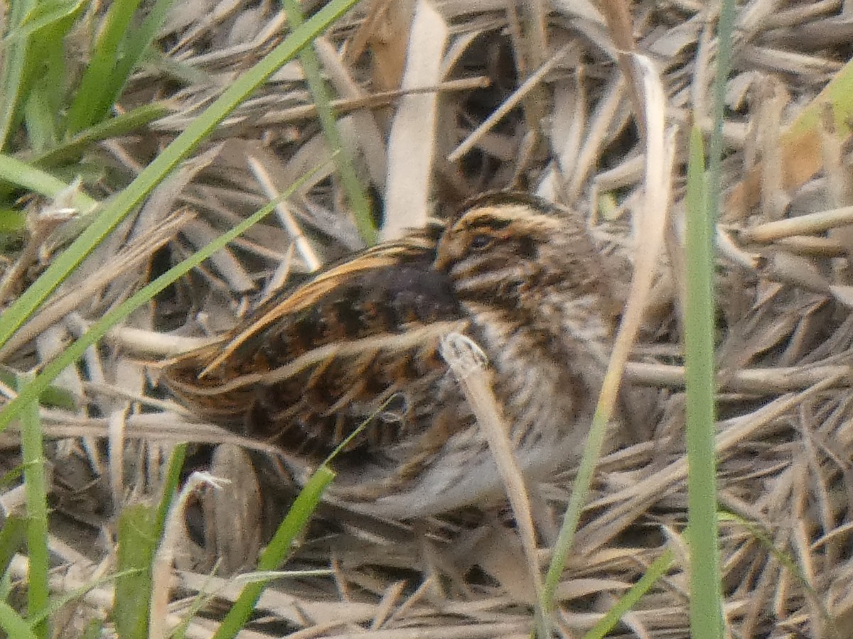 Jack Snipe - ML646584722