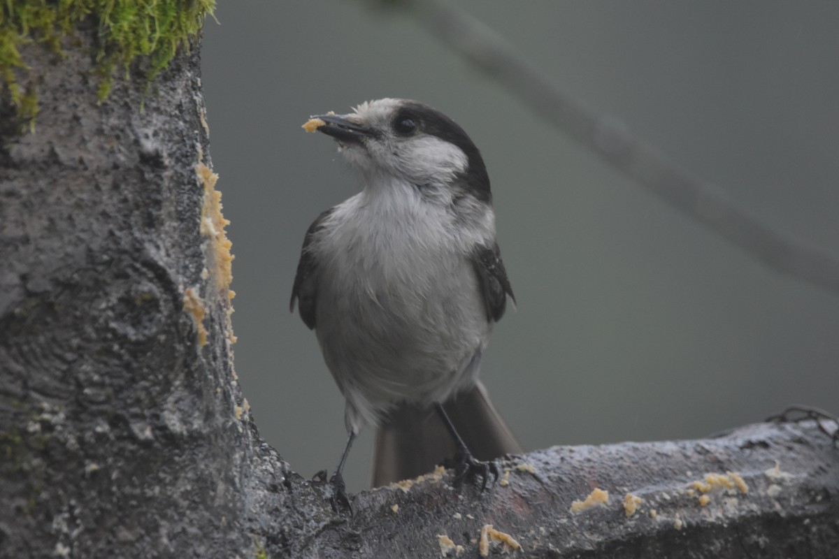 Canada Jay (Pacific) - ML646584724