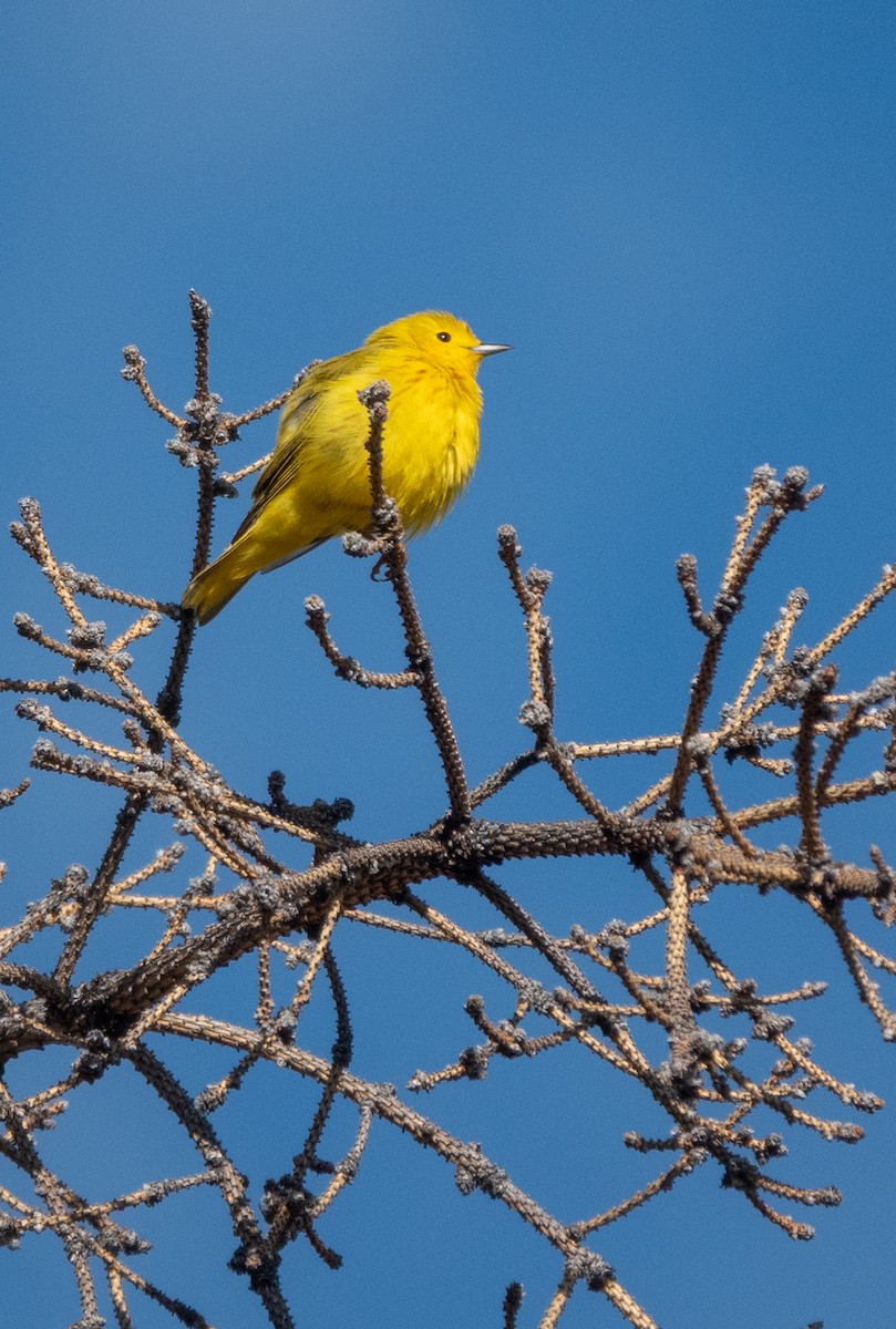 Northern Yellow Warbler - ML646584725