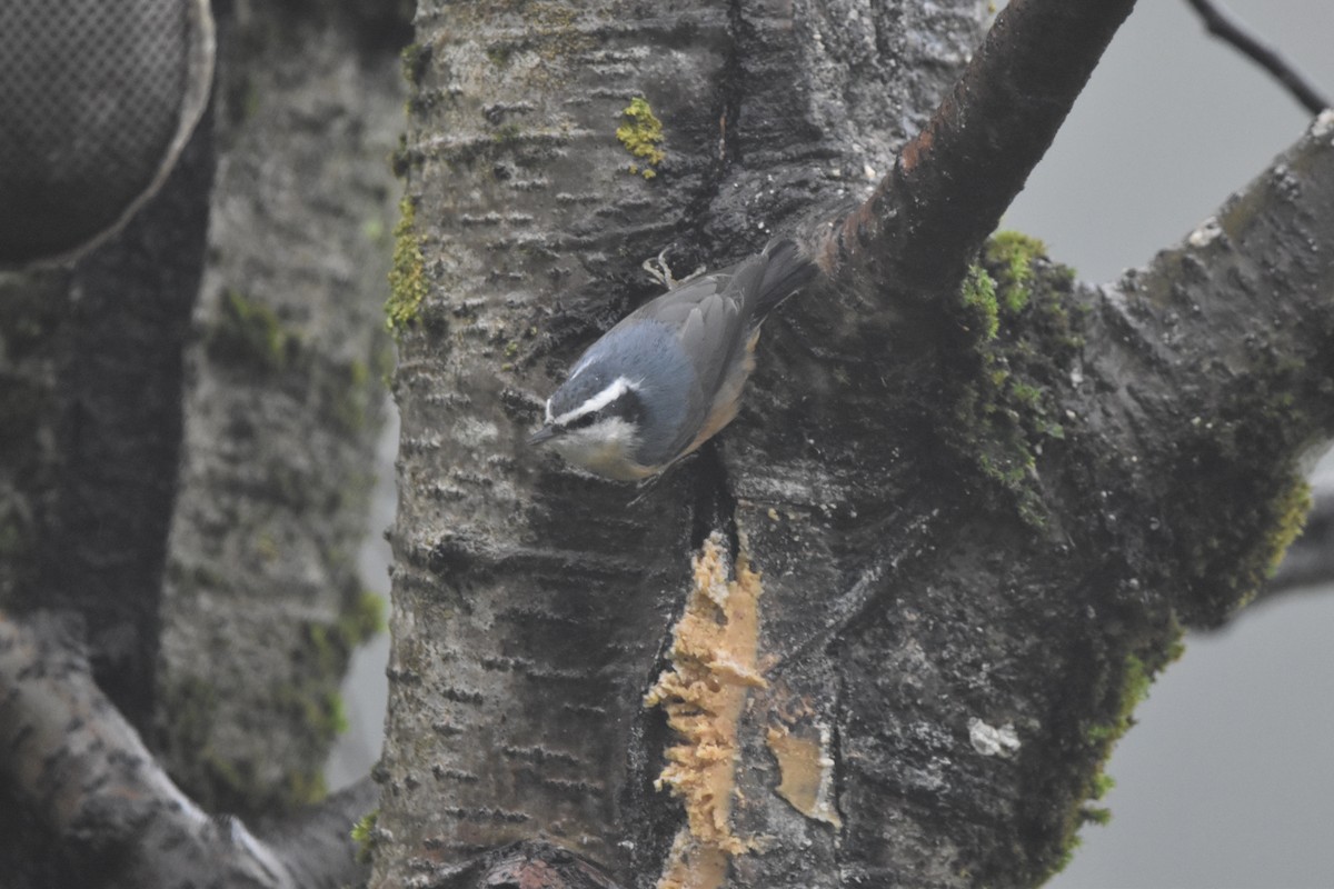 Red-breasted Nuthatch - ML646584730