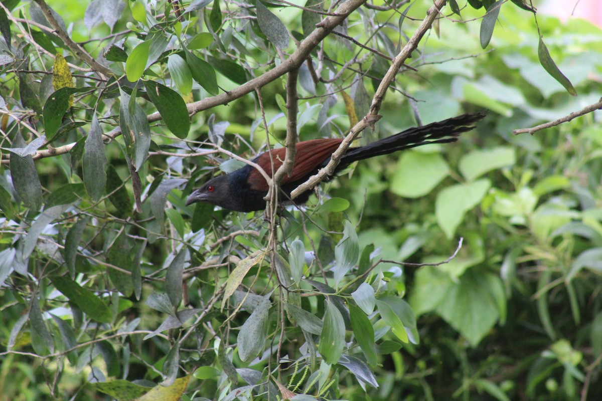 Greater Coucal - ML646584735