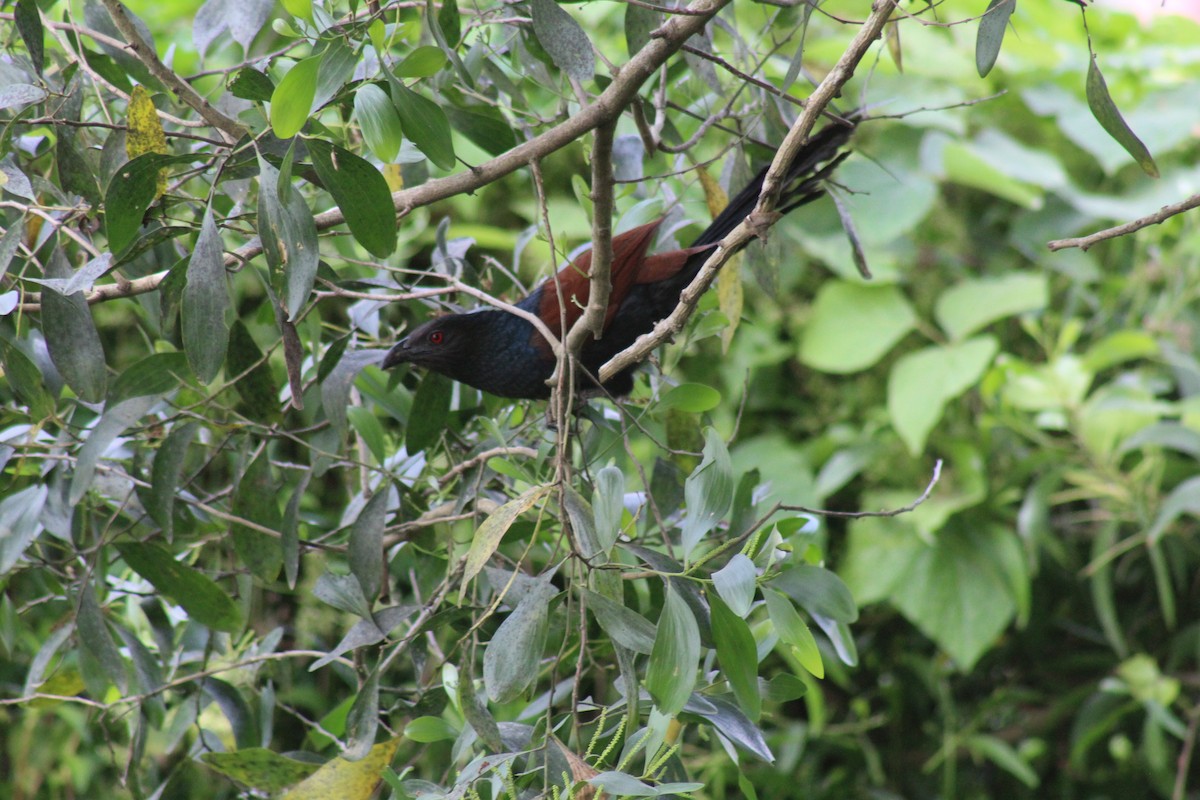Greater Coucal - ML646584737