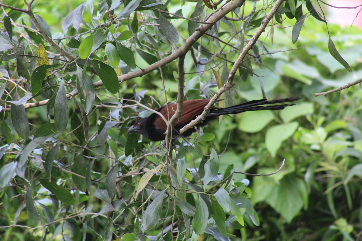 Greater Coucal - ML646584739