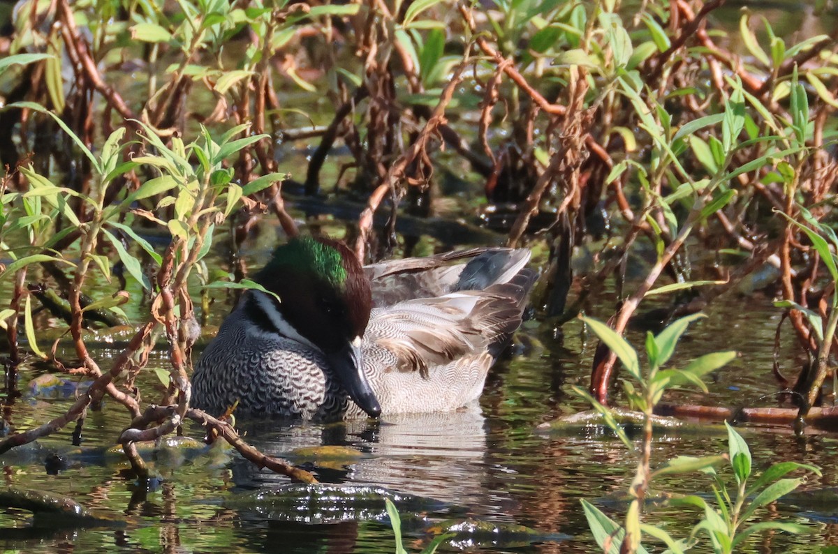 Falcated Duck - ML646584740