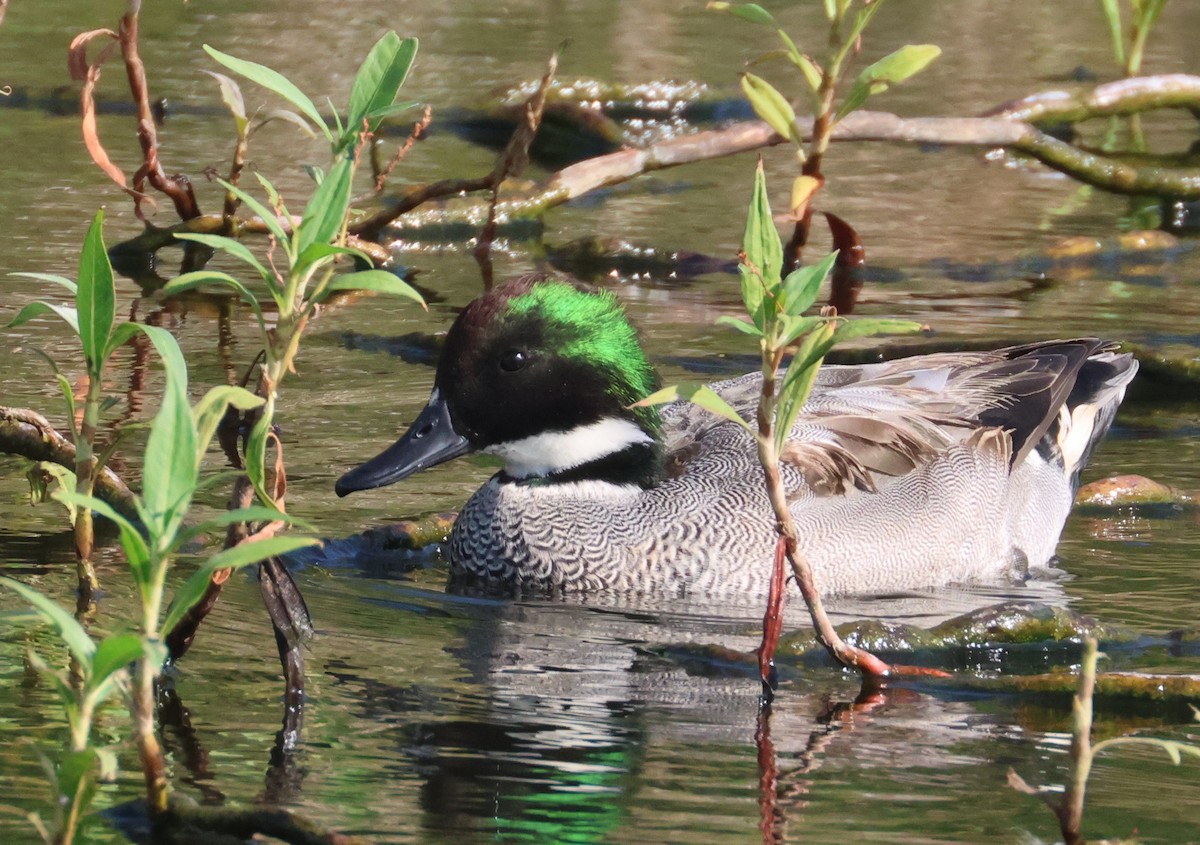 Falcated Duck - ML646584741