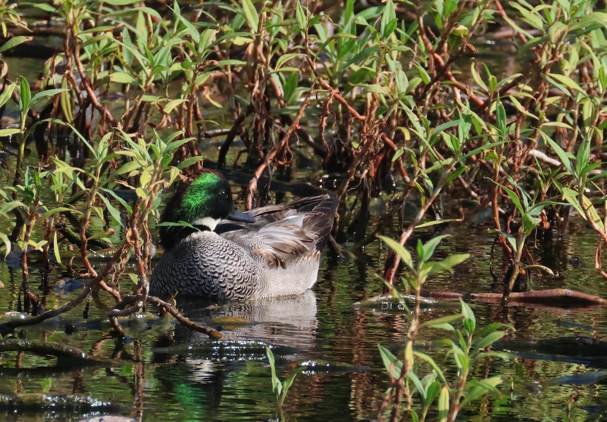 Falcated Duck - ML646584742