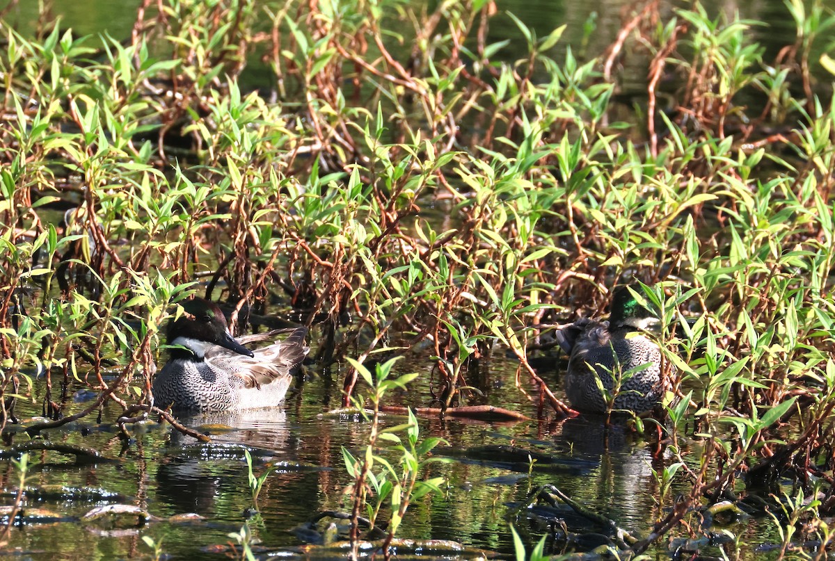 Falcated Duck - ML646584743