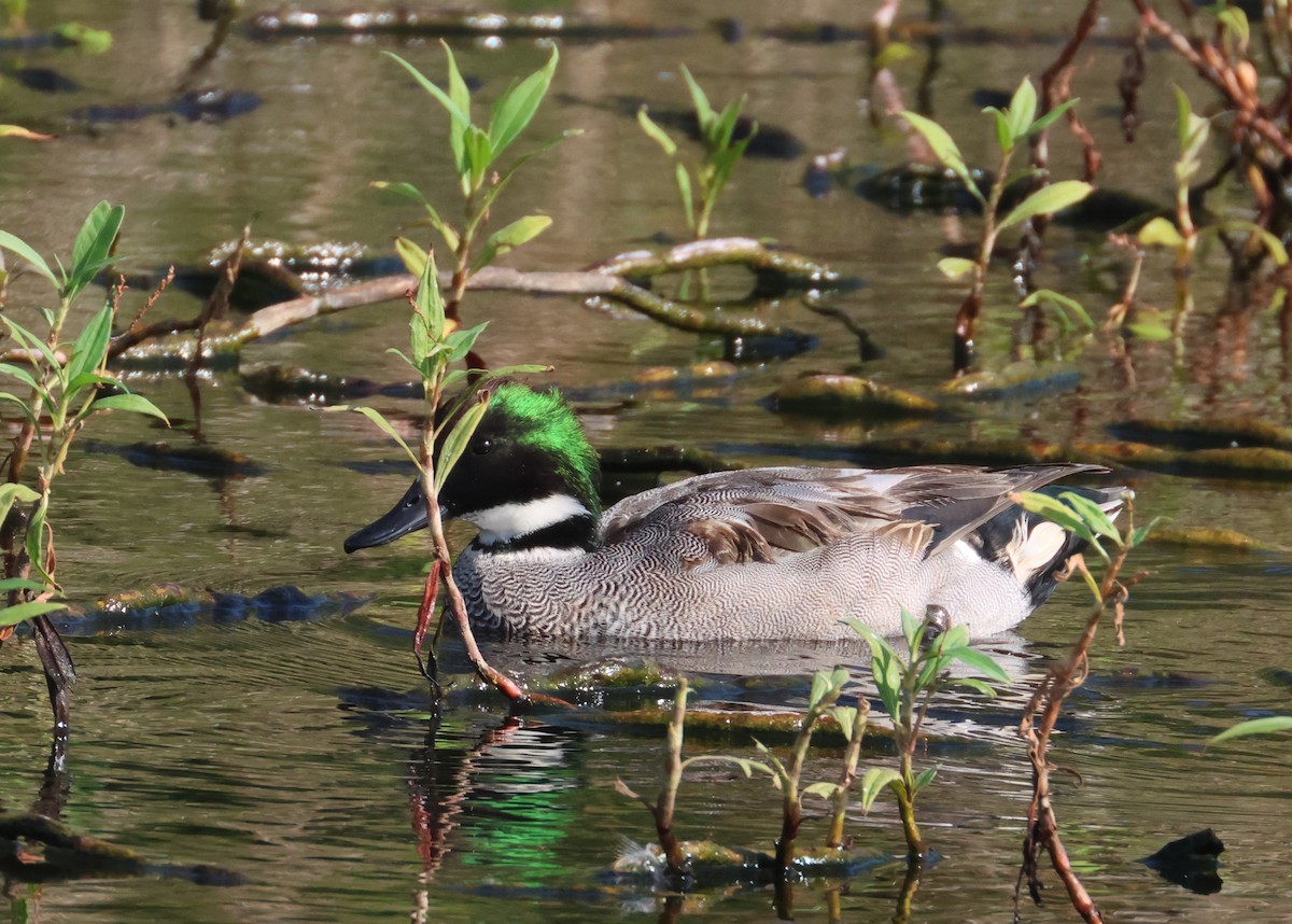 Falcated Duck - ML646584744