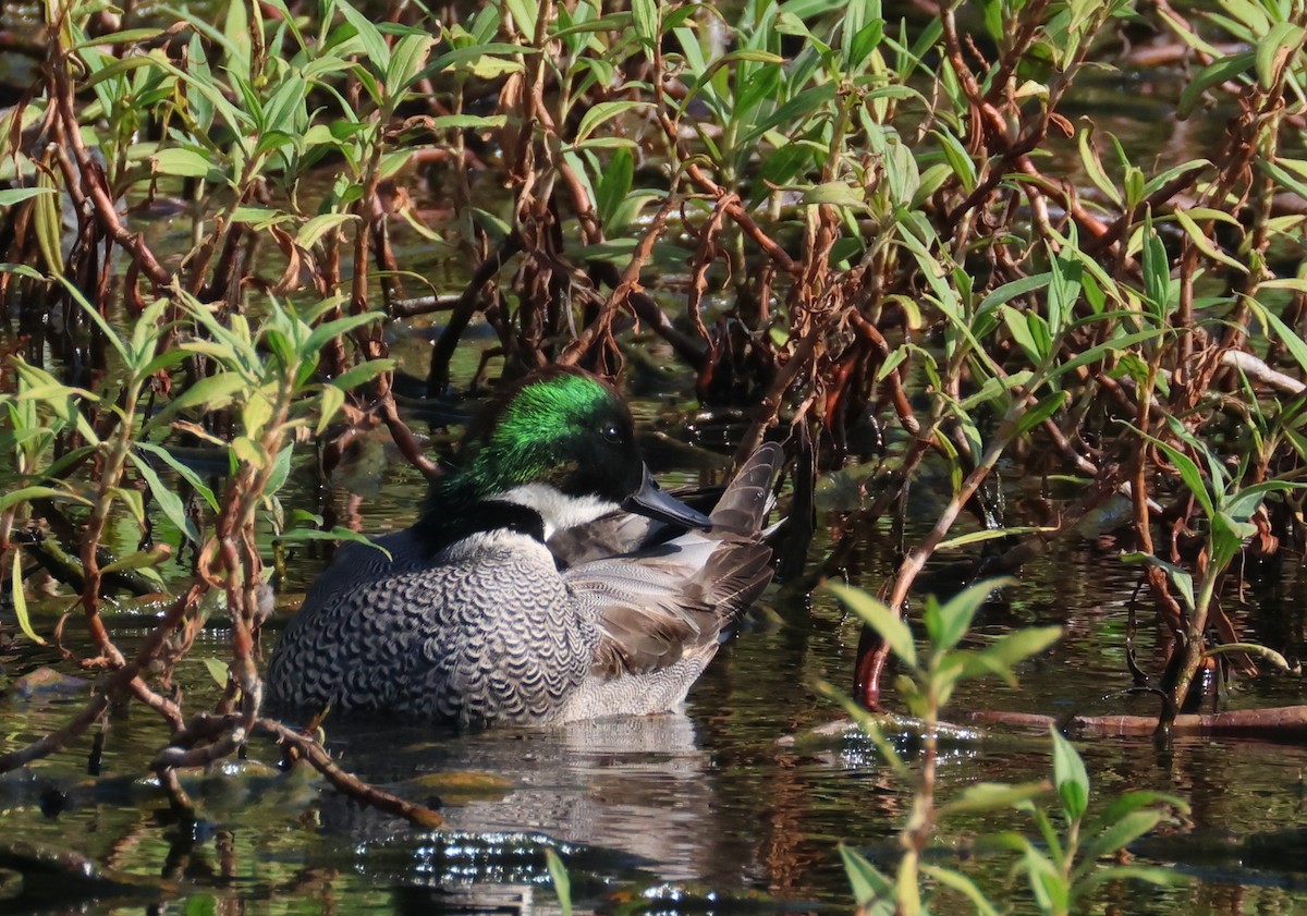Falcated Duck - ML646584745
