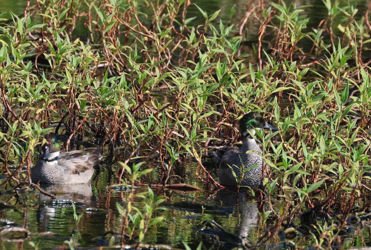 Falcated Duck - ML646584746