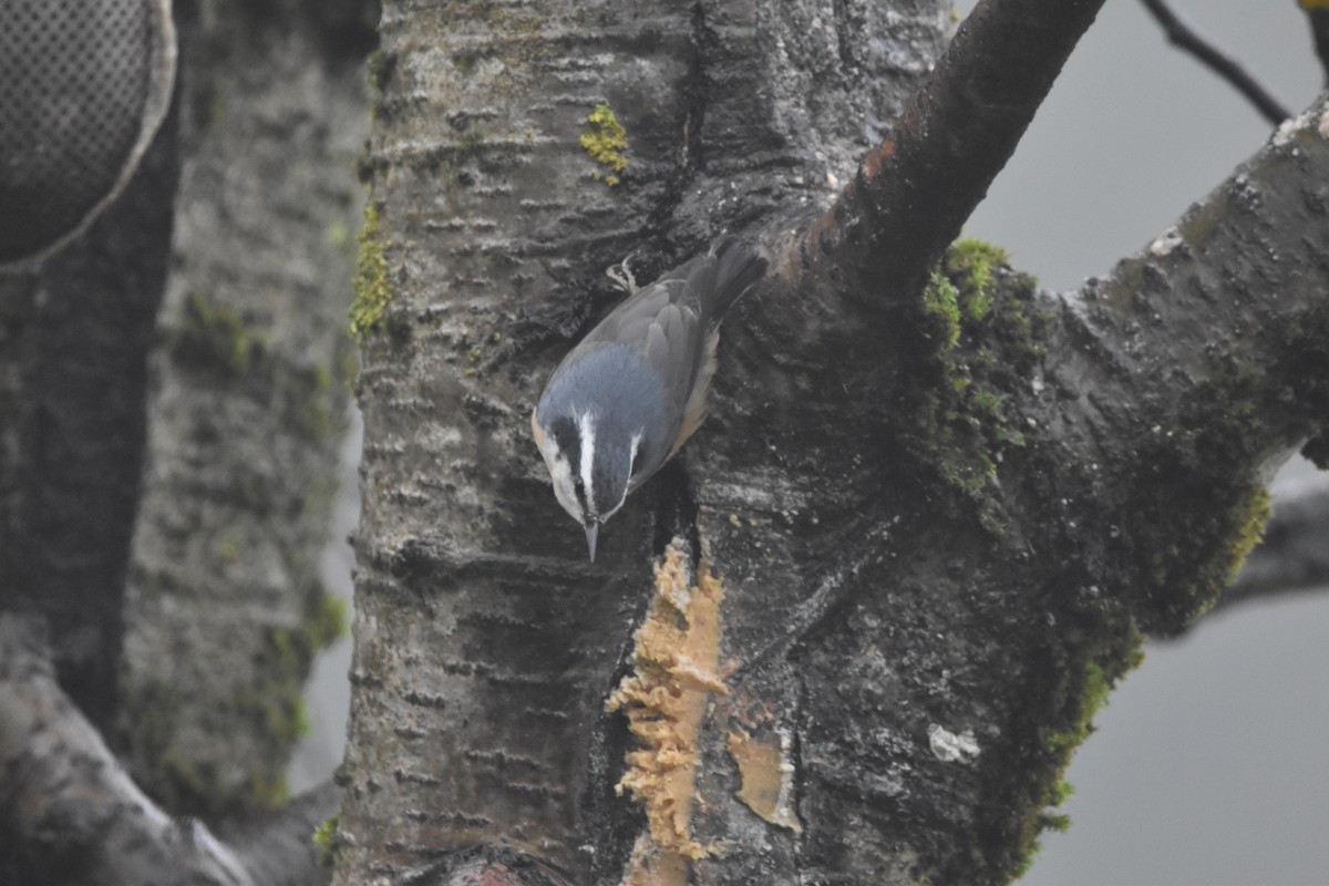 Red-breasted Nuthatch - ML646584747