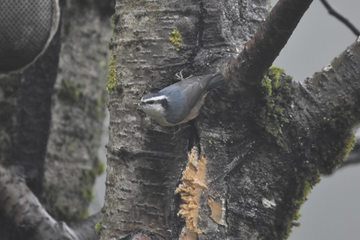 Red-breasted Nuthatch - ML646584748