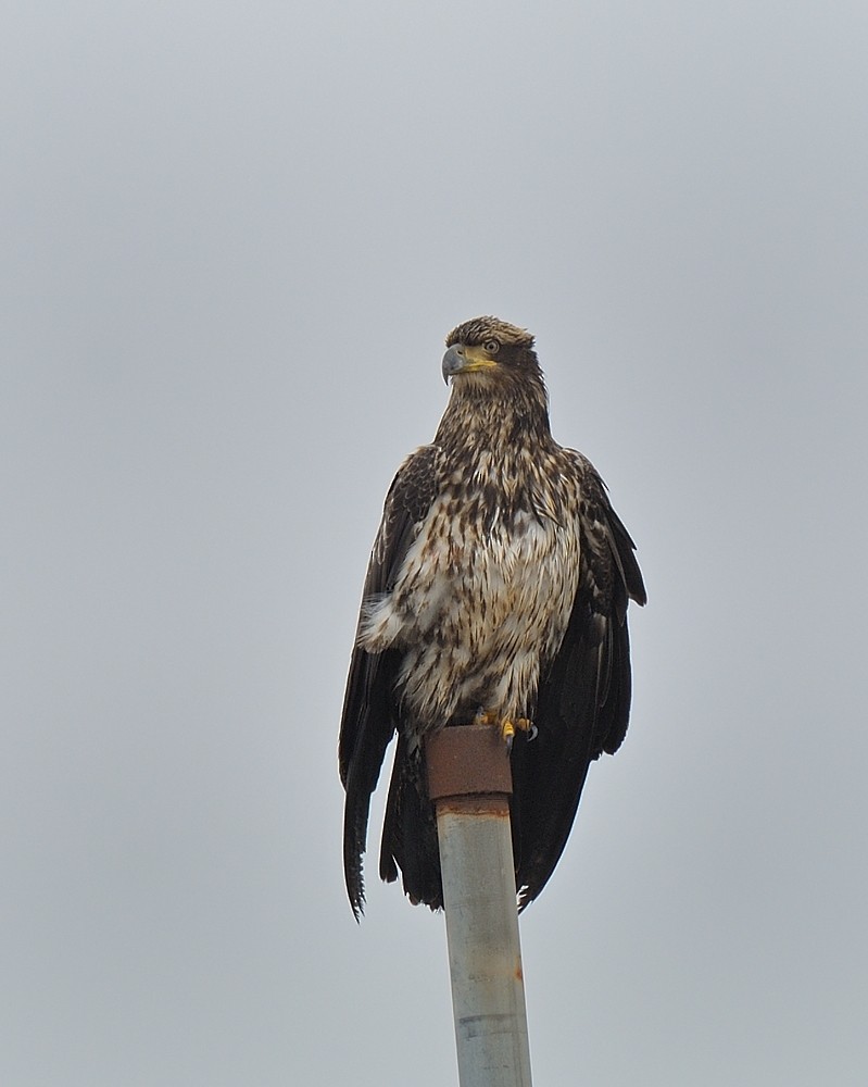 Bald Eagle - ML646584749