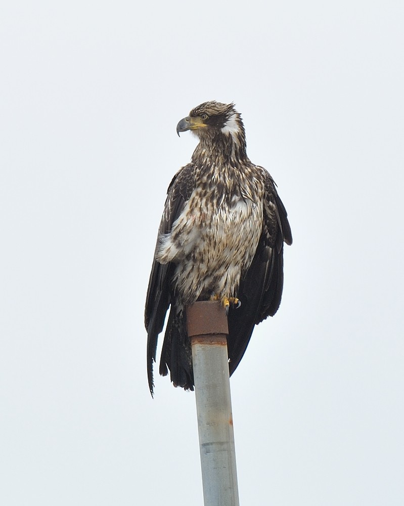 Bald Eagle - ML646584750