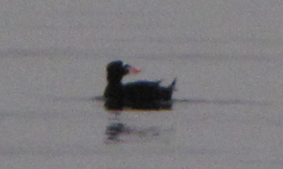 Surf Scoter - ML646584753
