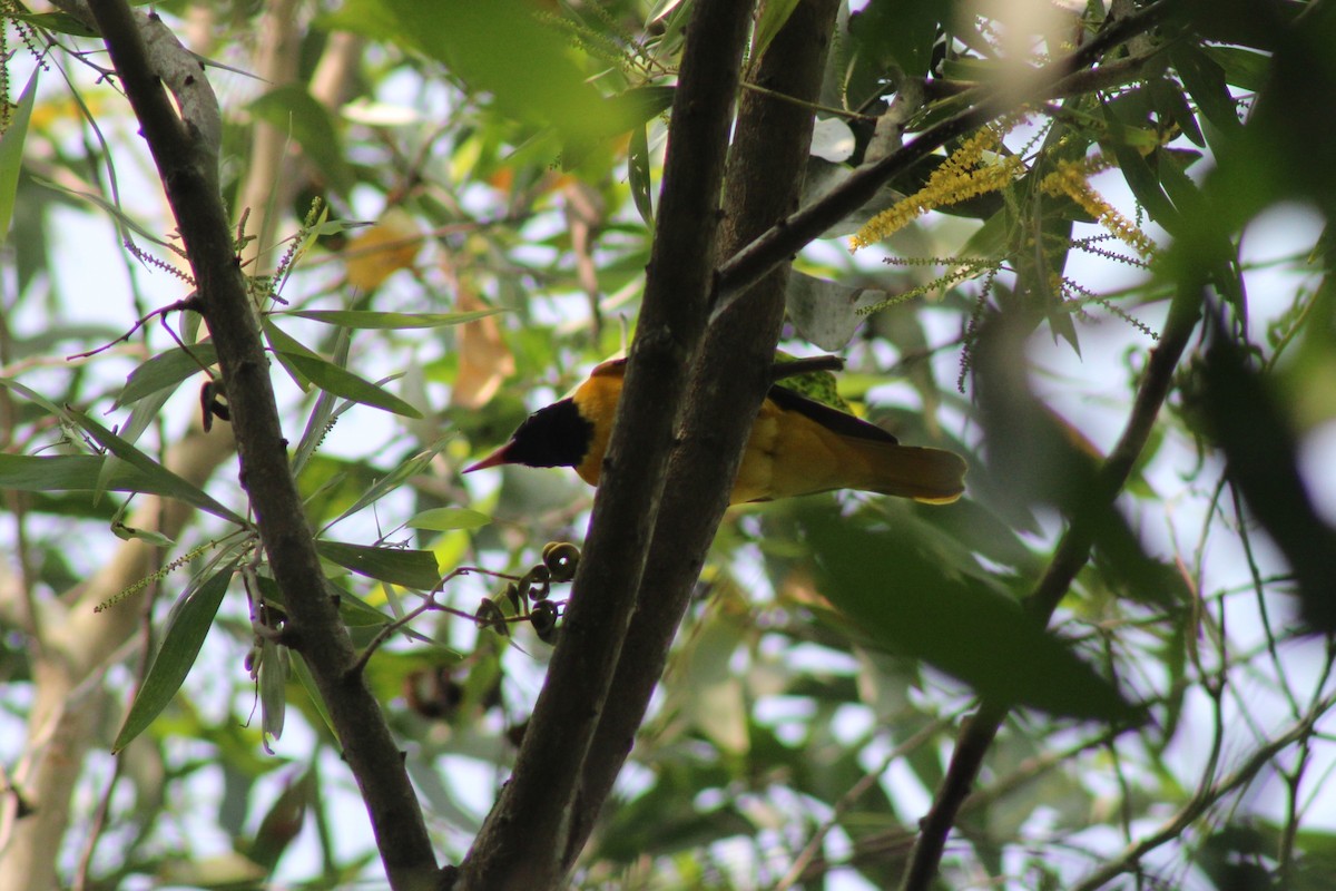 Black-hooded Oriole - ML646584755