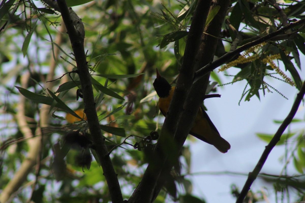 Black-hooded Oriole - ML646584756
