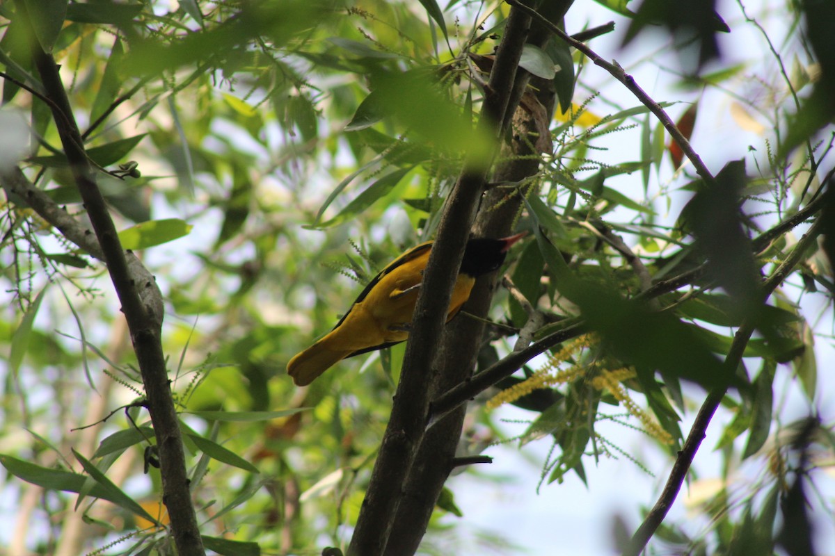 Black-hooded Oriole - ML646584757