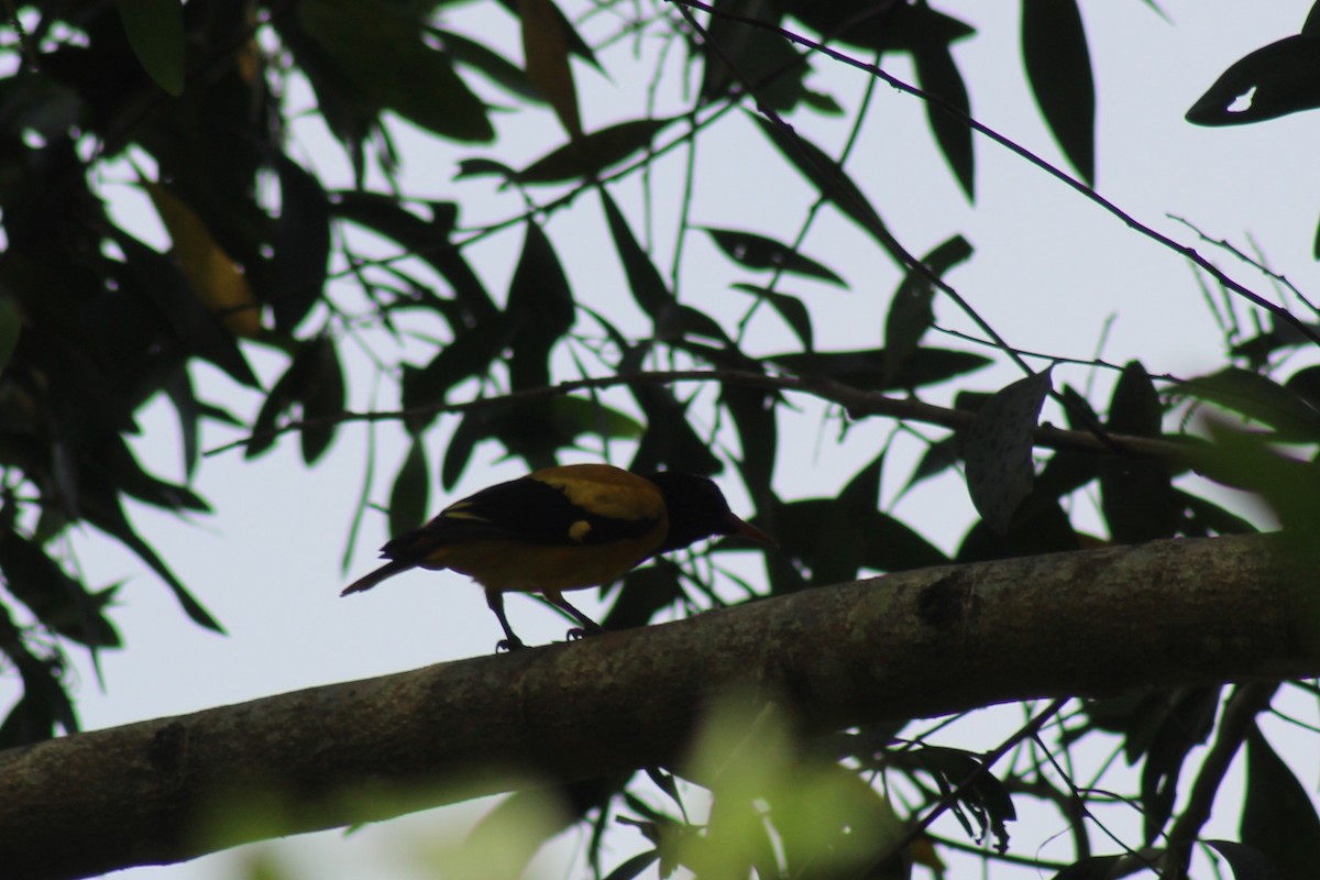Black-hooded Oriole - ML646584758