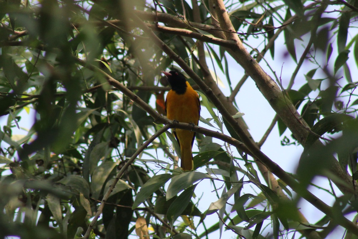 Black-hooded Oriole - ML646584759