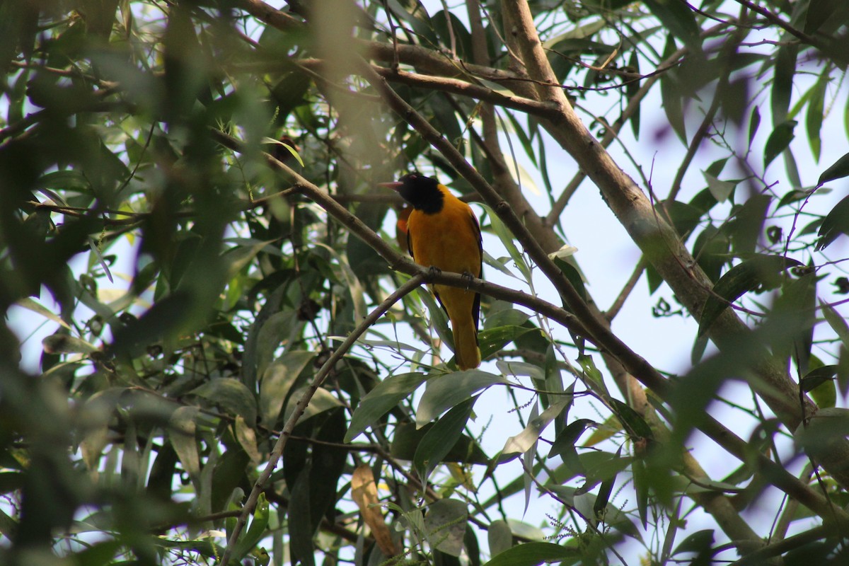 Black-hooded Oriole - ML646584760