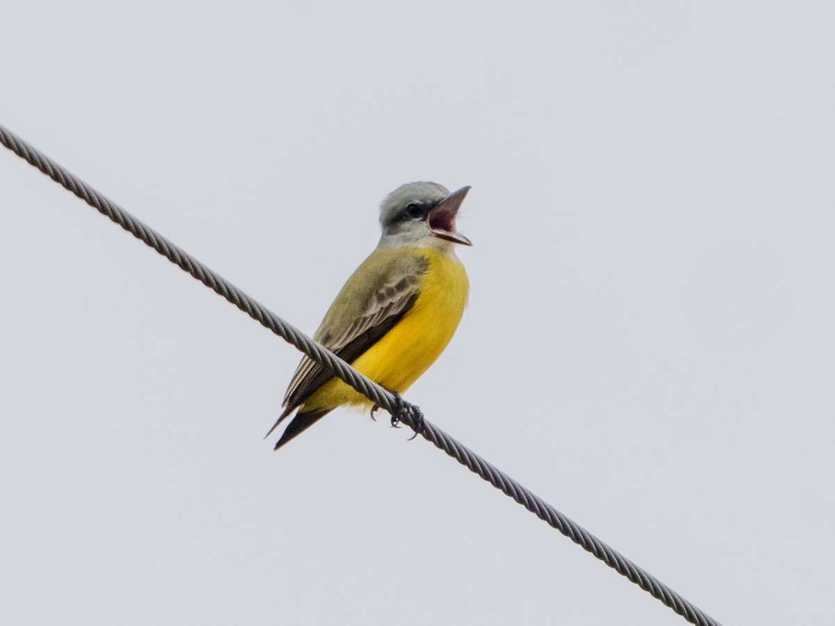 Couch's Kingbird - ML646584761