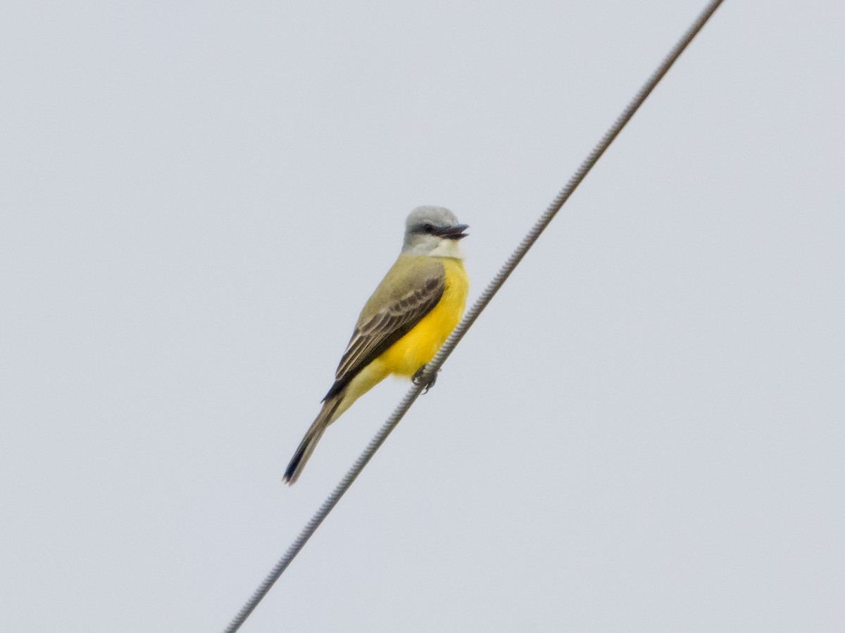Couch's Kingbird - ML646584762