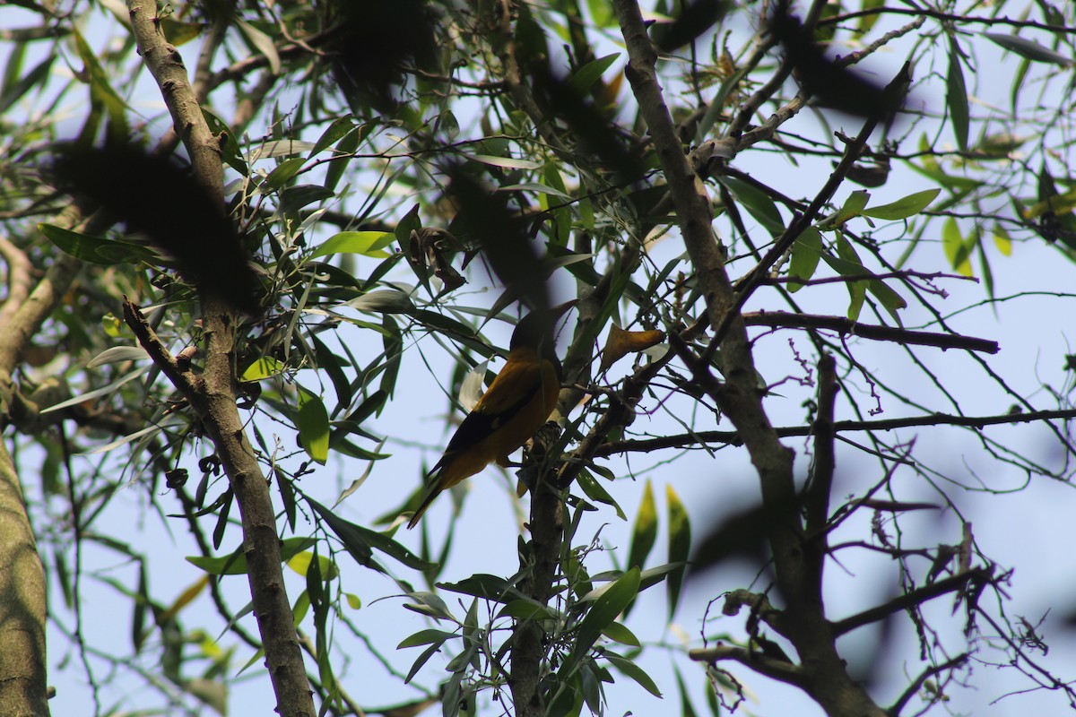 Black-hooded Oriole - ML646584763