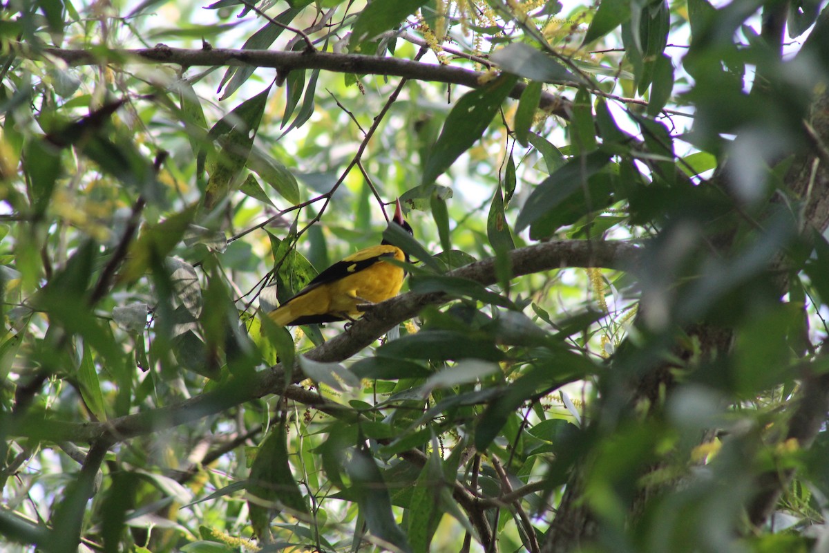 Black-hooded Oriole - ML646584769