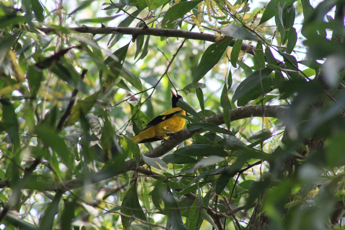 Black-hooded Oriole - ML646584770