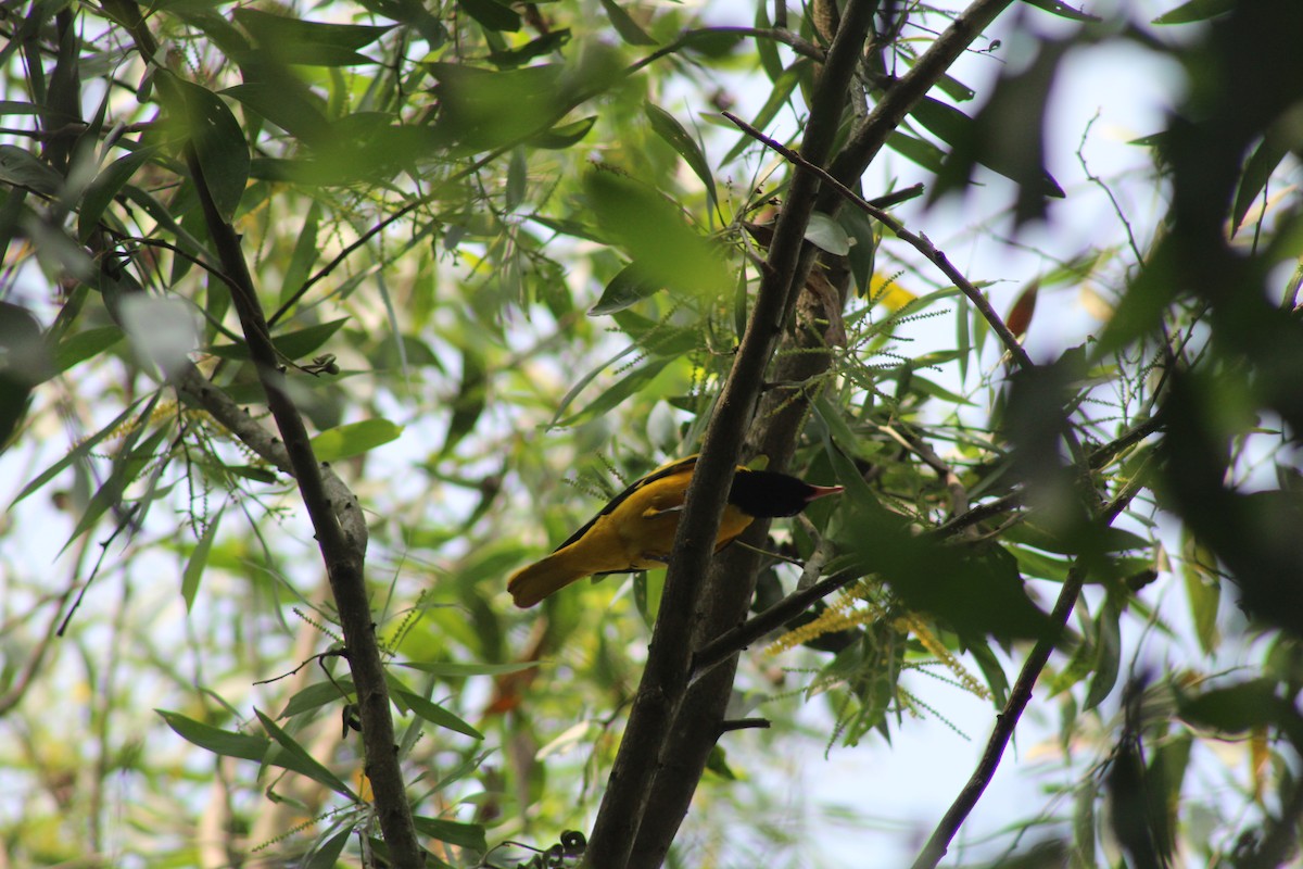 Black-hooded Oriole - ML646584771