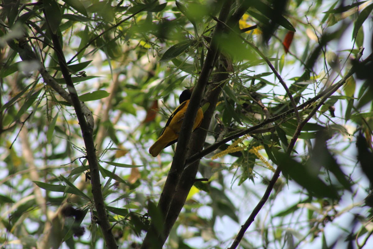 Black-hooded Oriole - ML646584772