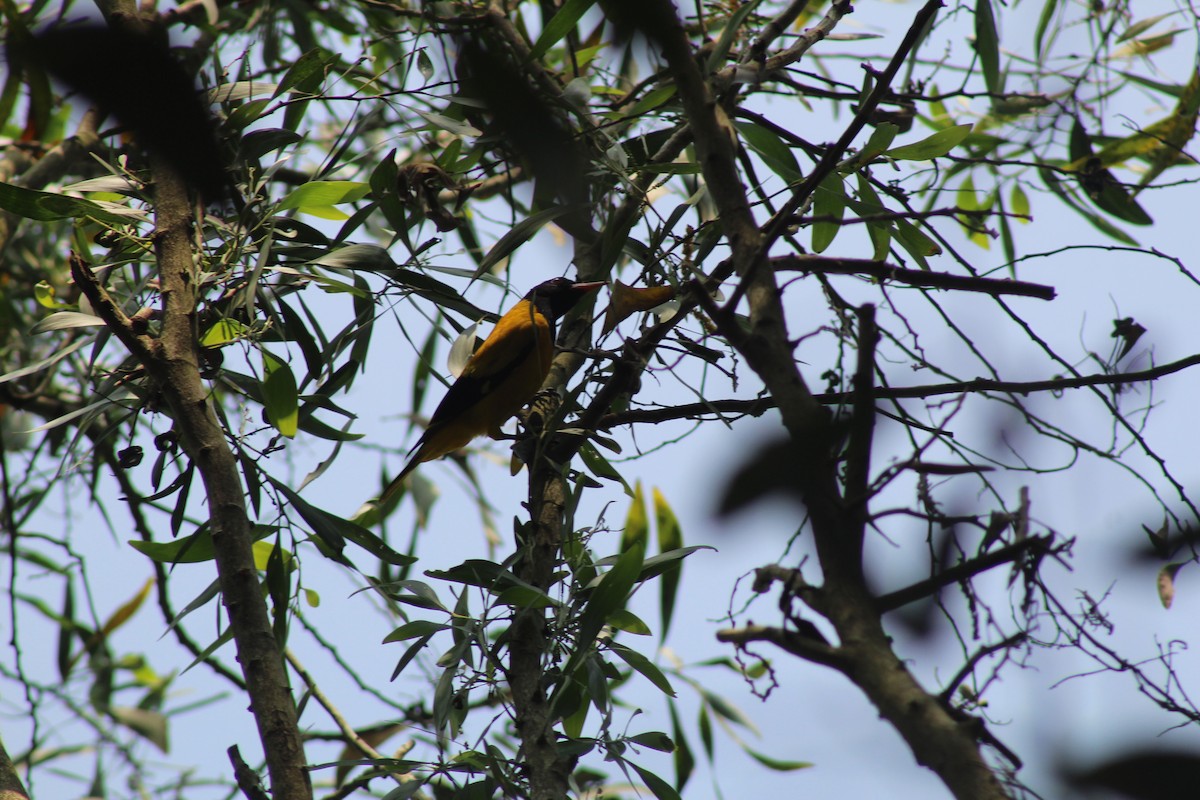 Black-hooded Oriole - ML646584773