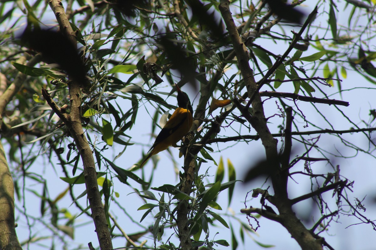 Black-hooded Oriole - ML646584774