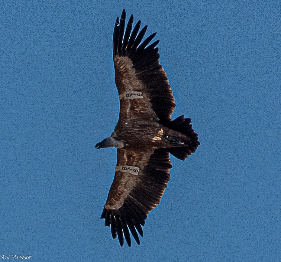 Сип білоголовий - ML646584791