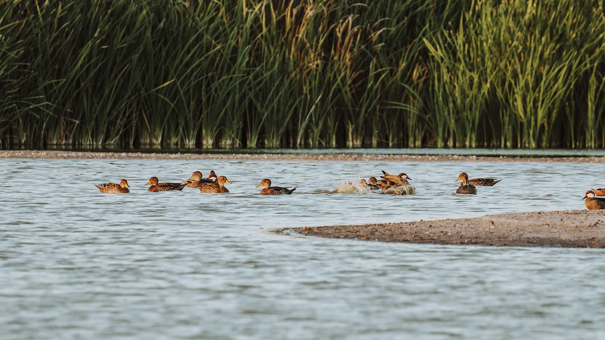 Yellow-billed Pintail - ML646584796