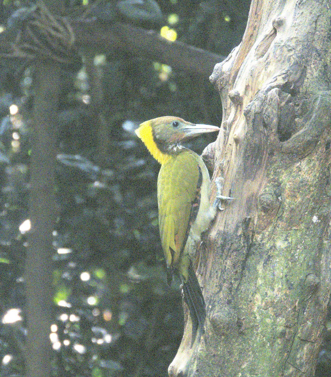 Greater Yellownape - ML646584800