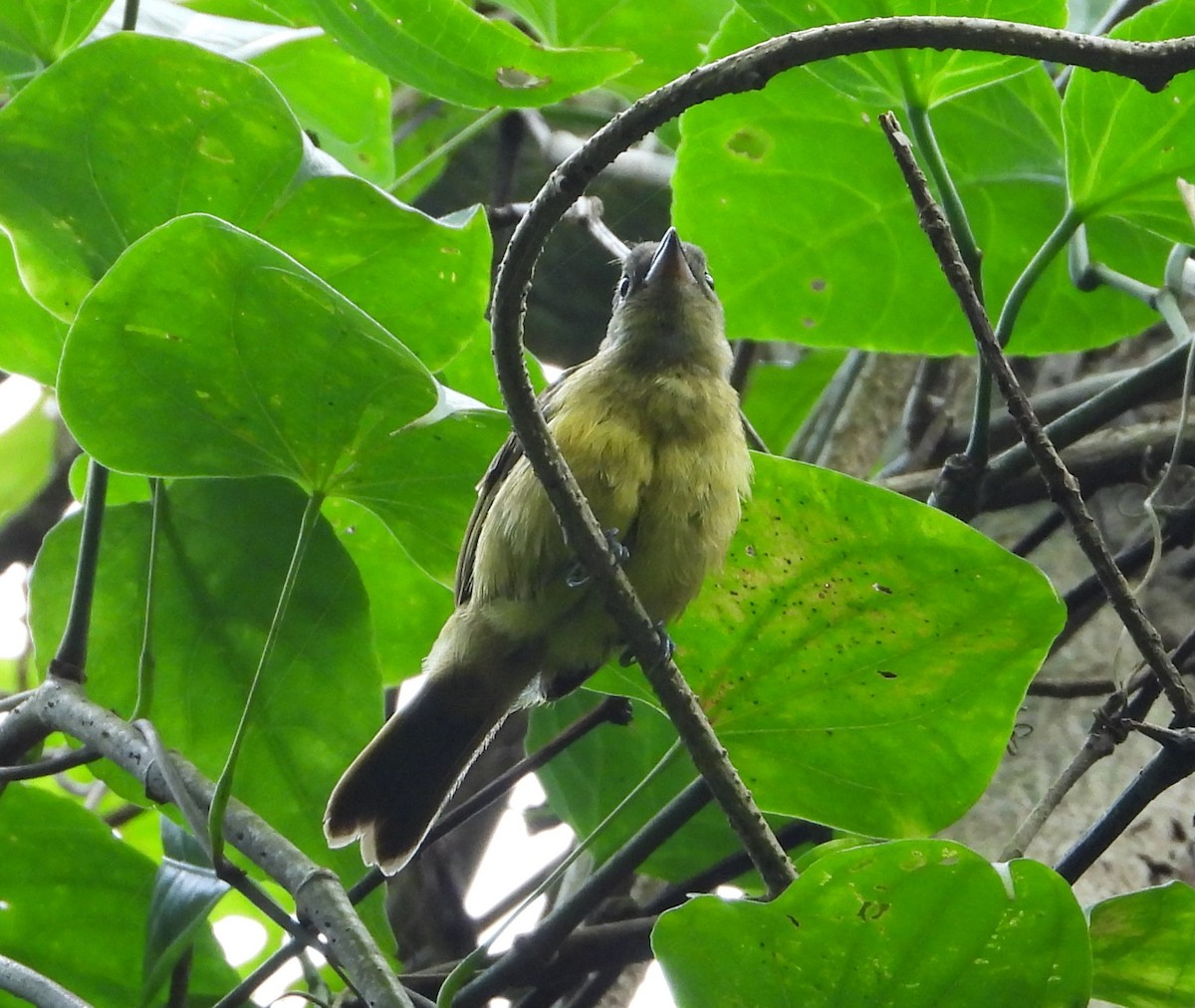 Габія червоногорла - ML646584801