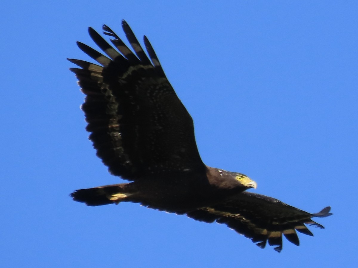 Haubenschlangenadler - ML646584803