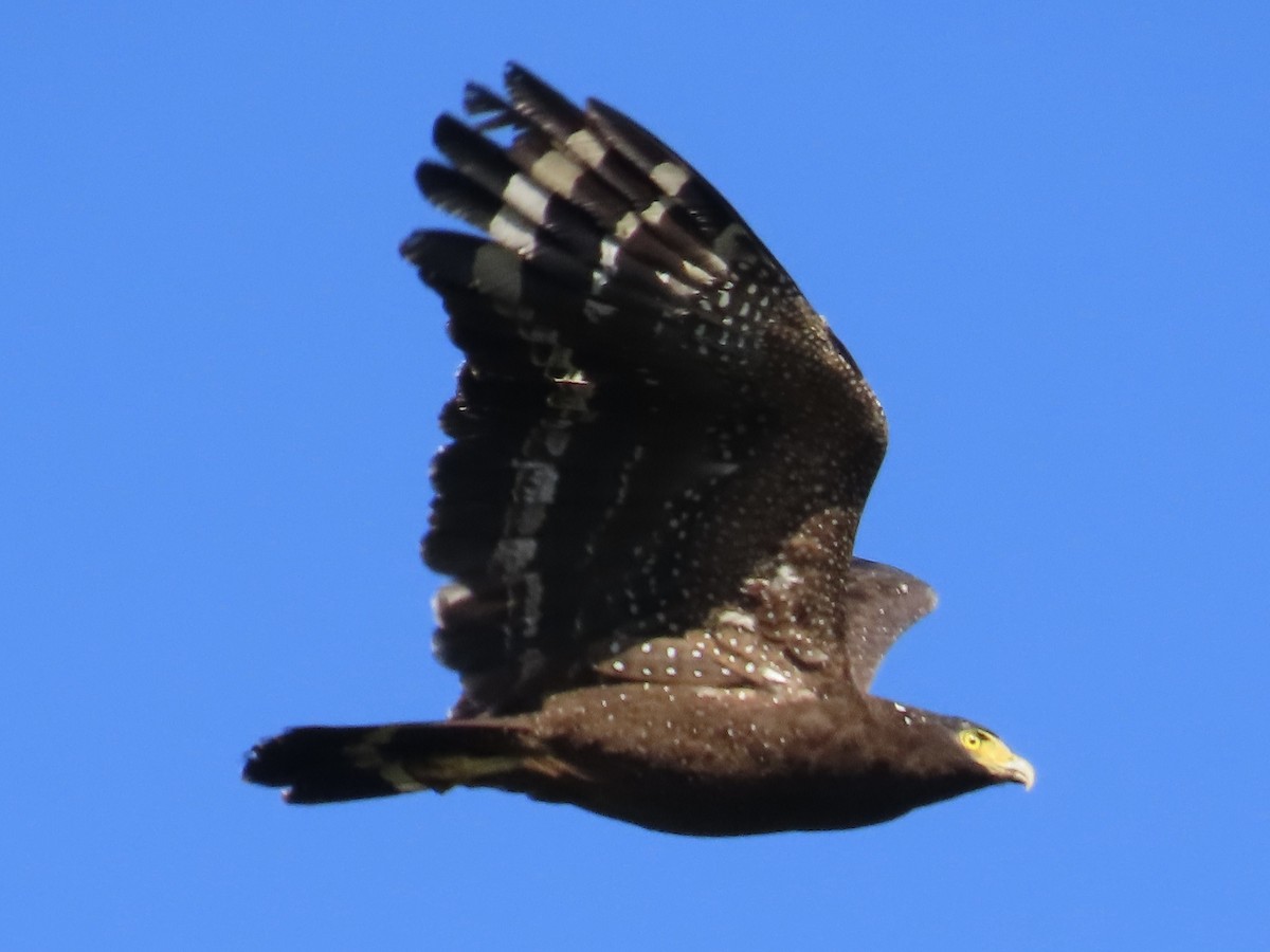 Haubenschlangenadler - ML646584804