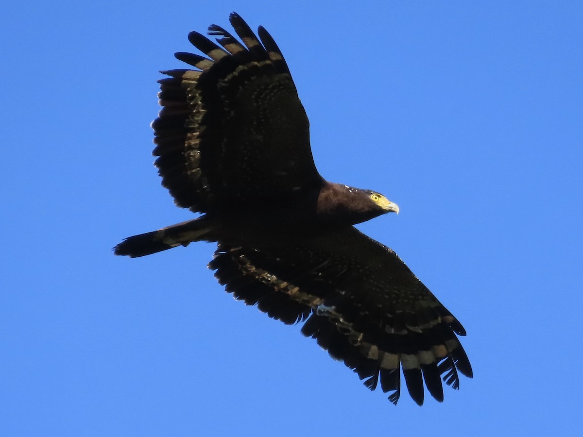 Haubenschlangenadler - ML646584805