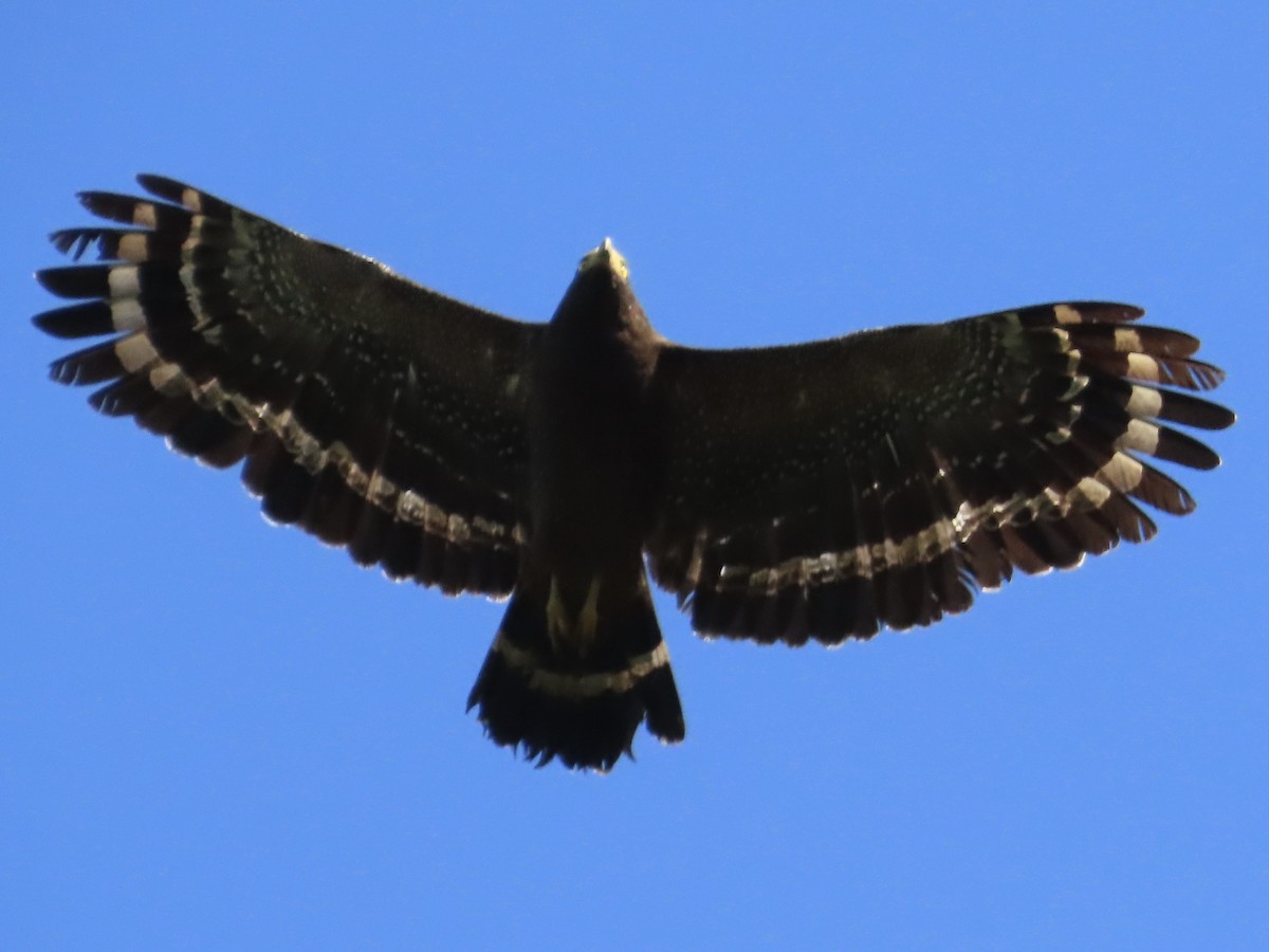 Haubenschlangenadler - ML646584806