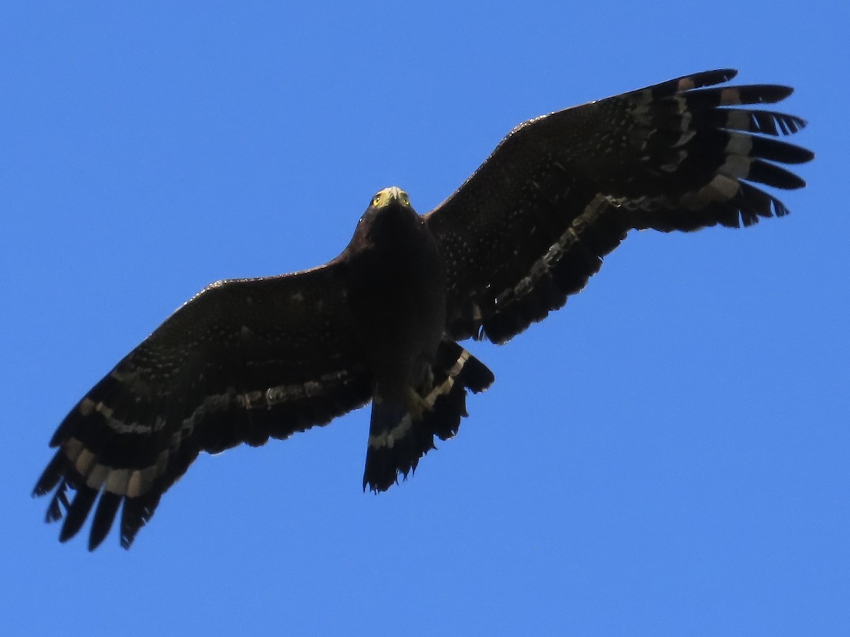 Haubenschlangenadler - ML646584807