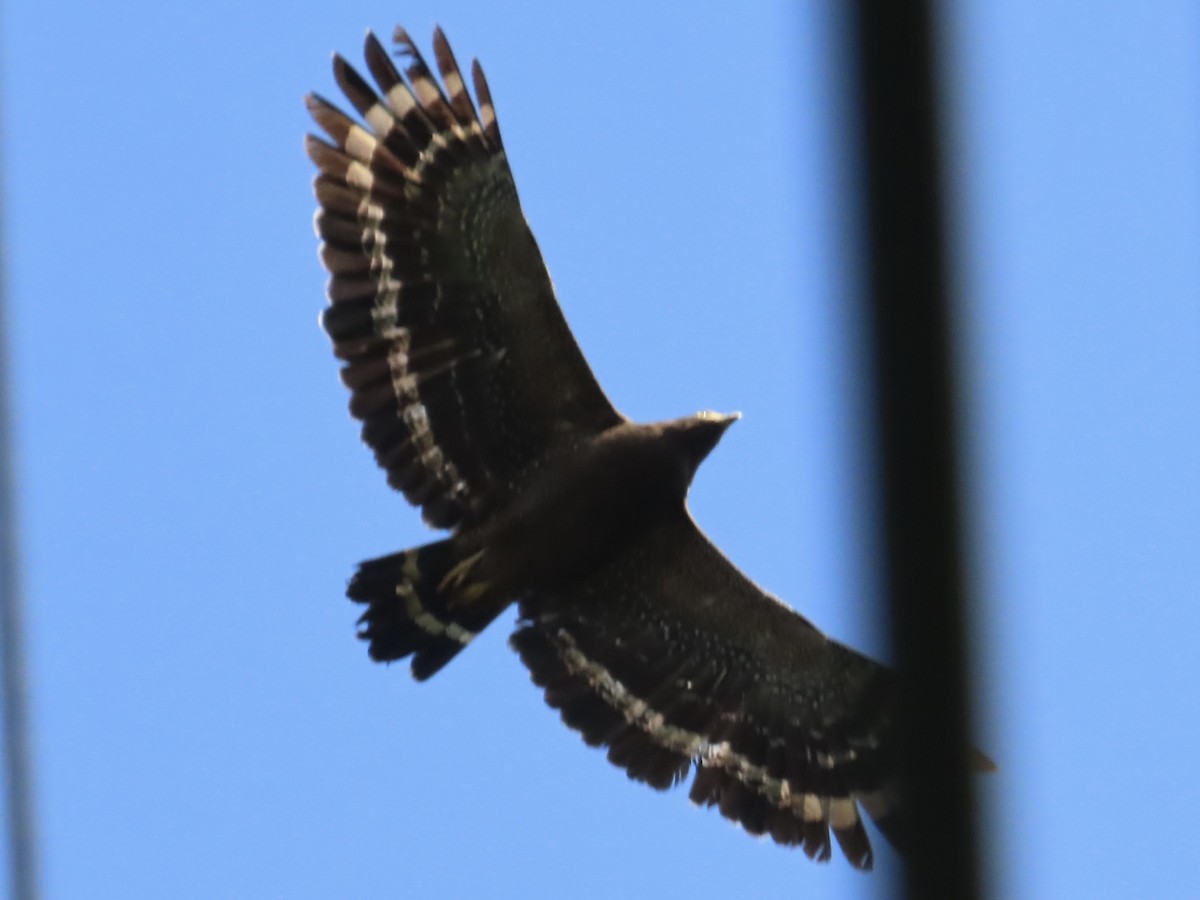 Haubenschlangenadler - ML646584810