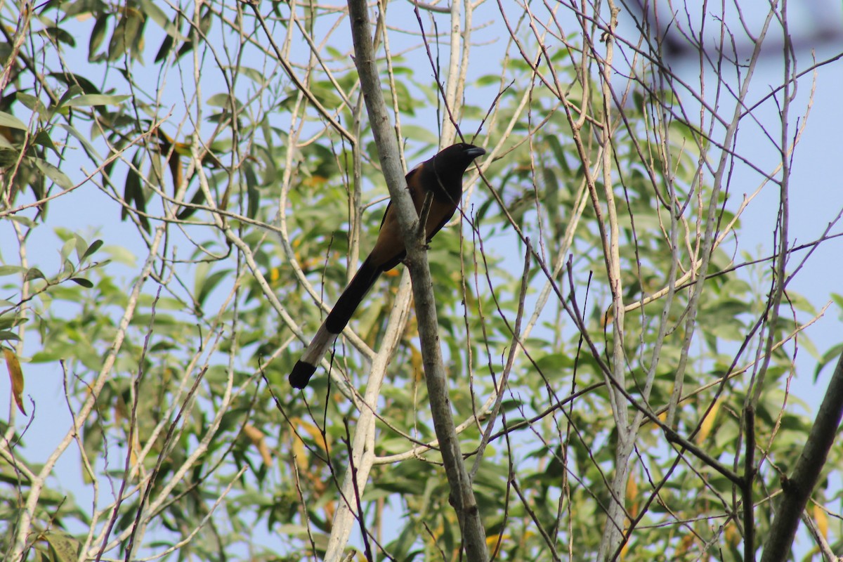 Rufous Treepie - ML646584811