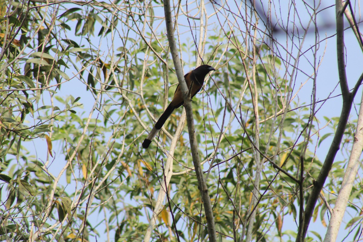 Rufous Treepie - ML646584812