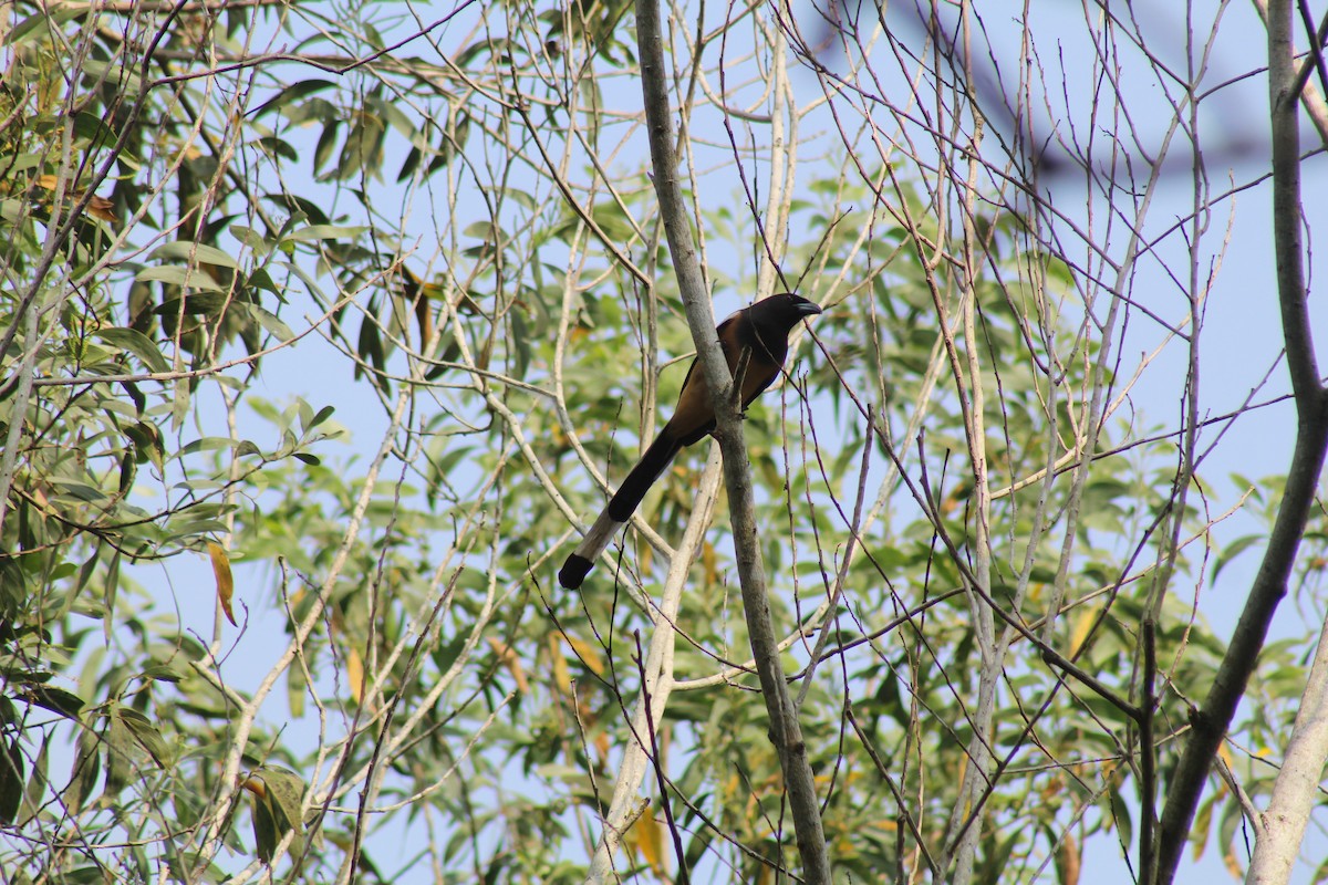 Rufous Treepie - ML646584813