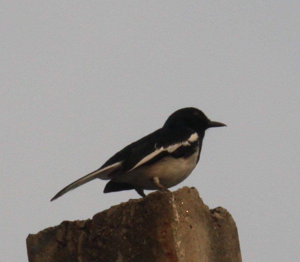 Oriental Magpie-Robin - ML646584814